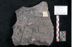 Foto (Objekt + Etikett) von Casuarinites cretaceus Ettingshausen (NHMW-GEO-2024-0188-10216)